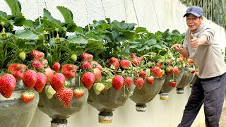 I Never Buy Strawberries Again After Learning This Growing Method – So Easy & Effective!