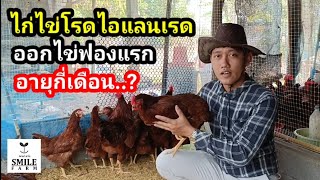 ไก่ไข่โรดไอแลนเรด ออกไข่ฟองแรก ตอนอายุกี่เดือน : SMILE FARM