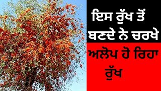 ਇਸ ਰੁੱਖ ਤੋਂ ਬਣਦੇ ਨੇ ਚਰਖੇ । ਬਾਹਲਾ ਕੀਮਤੀ ਐ।Tecomella undulata