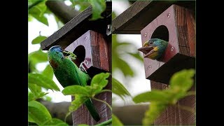 2018-06-23 13:45 五色鳥 特有種@植物園 育雛+BodyGuard(苦主：螳螂)