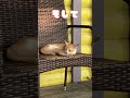 秘密結社nnnにロックオンされた家の末路〜お隣さんがたいへんなことに cat ねこ 猫動画 外猫 nnn