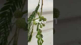 Quran Urdu to Hindi | translate part 53 #abbasislamicshorts1 #shortvideo #quranurdu #viralshort