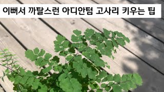 이뻐서 까탈스런 아디안텀 고사리 키우는 팁