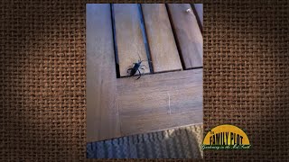 Q&A – What is this bug? Is it bad? A:Leaffooted bug
