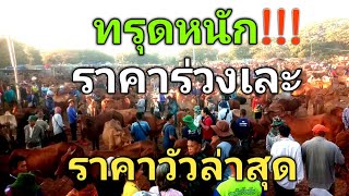 ทรุดหนัก!!!..ราคาร่วงเละ...6ธ.ค.67ราคาวัวล่าสุด