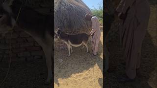 Donkey with person |#youtubeshorts #trending #foryou #virals