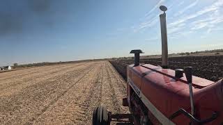 856 Farmall Plowing at local plow day.