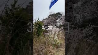 『象頭山』でお花見！山口県山口市