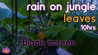 [Black Screen] Rain on Jungle Leaves | Rain Ambience No Thunder | Rain Sounds for Sleeping