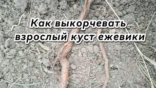 Как выкорчевать взрослый куст ежевики Карака Блэк?