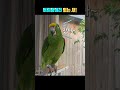 일루와봐 parrot 앵무새 동물