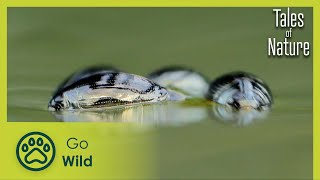 As the River flows (Loire) | Tales of Nature 9/10 | Go Wild