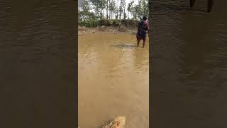 পুকুর থেকে মাছ ধরলাম #shorts #viralshort #fishing #villagelife #funny #minivlog