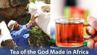 African Tribes of Khoi & San Receive Major Payout for Their Magic Tea of the Gods