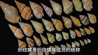 一定要当心的致命小海鲜织纹螺！#神奇动物在抖音 #动物世界~说说人与动物之间的个人脱口秀