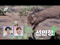 애니퀴즈 낙타는 ○○○을 먹는다 동물은 훌륭하다 kbs 250120 방송