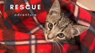 Orphaned Kitten Rescue Adventures - Day in the Life of a Dog Walker #shorts