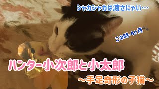 ハンター小太郎\u0026小次郎　シャカシャカ猫じゃらし　～手足奇形の子猫 A kitten with a disability～