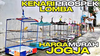 KENARI PROSPEK LOMBA‼️Harga MURAH banyak PILIHAN...