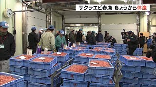 サクラエビ春漁　４月２日から休漁　エビの体長が小型化　慎重に判断