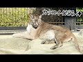 【日本平動物園③】最強の猛獣を間近で体感！！日本平動物園の猛獣館が凄まじい