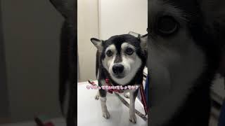 点滴中誤食したことを反省する柴犬