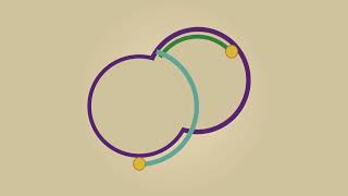 Mitochondrial DNA replication