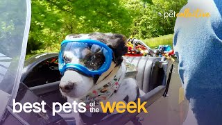 King of the Road | Best Pets of the Week