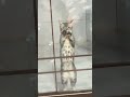 subscribe【宠物猫 可能有关】 猫咪摇 到家后，小猫来展示舞蹈 猫咪摇