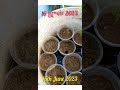 முருங்கை விதை முதல் மரம் வரை 10ஆம் நாள் பயணம் moringa seed to tree 10th day of journey shorts