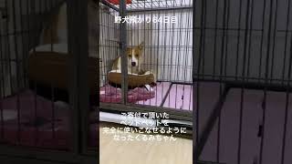 野犬預かり64日目