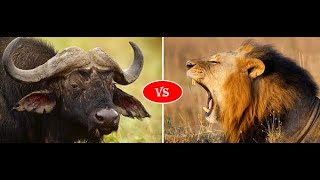 Lion vs Buffalo  مواجهة شرسة بين الاسد والجاموس البري جاموس غاضب يتصدى لاقوى أسد في افريقيا