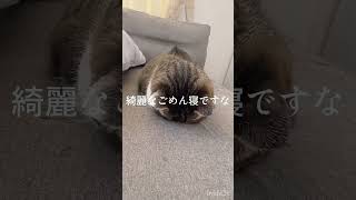 ごめん寝。#shorts #cat #猫 #キジ白猫 #保護猫  #でぶ猫 #ごめん寝