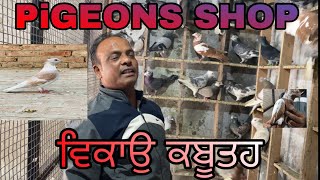 SHEERU Pigeons SHOP || FOR SALE KABUTTAR /BIKRI KA KABUTTAR|| PUNJAB PIGEONS LOFTS/PATIALA PET SHOP