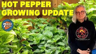 Hot Pepper Growing Update March 2020