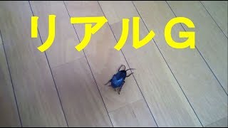 ダイソーのリアルゴキブリ走らせてみた・・