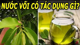 Uống nước lá vối hằng ngày có tốt không?