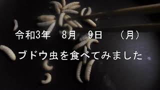 1095 ブドウ虫を食べてみました