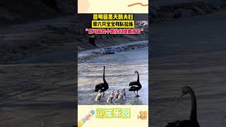 圆明园黑天鹅夫妇 带六只宝宝列队拉练“愿可爱的小鹅宝们健康成长” #宠乐园 #轻松一刻 #动物