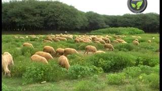 Sheep farming