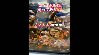 弱肉強食の世界 #shorts #熱帯魚