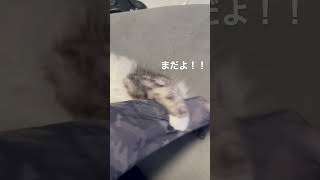 猫もイライラ？ストレス発散で飼い主泣き顔😂　#猫 #shorts #ストレス解消