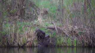 Place your shot: Beaver