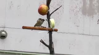 비오는날의 참새와박새의모성애#나비(Maternal love between sparrows and chickadees on a rainy day #Nabi)