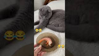 Cat vomits when smelling seafoods #shorts #awesome #beautiful #vomiting