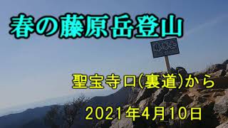 春の藤原岳登山　2021年4月10日