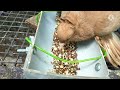 ஹோமர் புறா ரேஸ் உணவு மிக்ஸ் racing pigeon food mix preparation