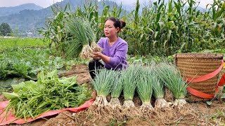 Looking back at the days of Harvesting Sweet Potatoes, Bamboo Tubes, Cu Kieu, Chives Go market sell