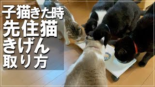 子猫保護時、先住猫5匹をご機嫌にする方法