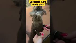 Otters hand massage|#otter#otteropet#otterlovers#pets#animal#cute#petlover#viral#petvideos#animals